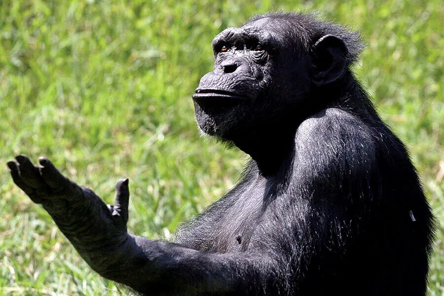 Язык жестов обезьян. Шимпанзе с языком. Занимательная приматология фридман. Жесты обезьян. Обезьяна.