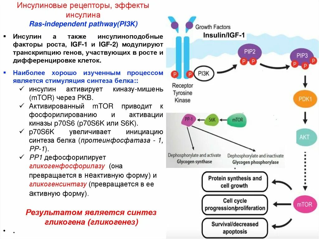 Инсулин и соматотропин. Схема передачи сигнала инсулина в клетки. 1. Инсулин и инсулиновые рецепторы.. Инсулин рецепторы ИПФР. Инсулиновый Рецептор передача сигнала.