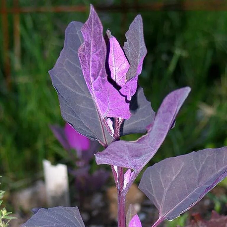 Лебеда Садовая. Лебеда (Atriplex). Лебеда Садовая (Атриплекс). Лебеда краснолистная Садовая.