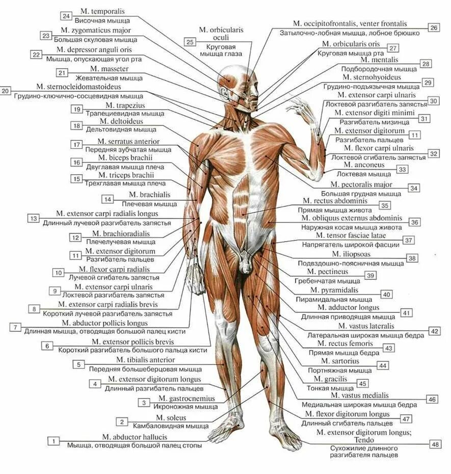 Какое количество мышц у человека. Название мышц человека спереди. Анатомия человека атлас скелет и мышцы. Строение скелетной мышцы человека анатомия.