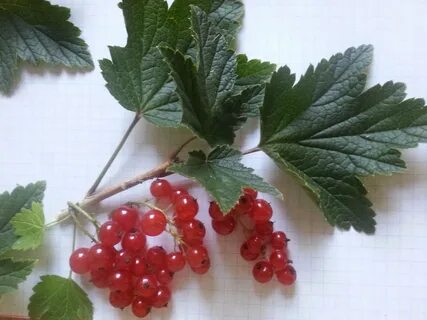 Листья красной смородины