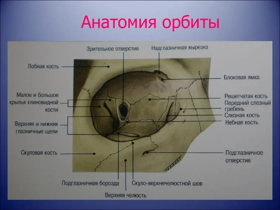 Части глазницы. Медиальная стенка орбиты анатомия. Медиальная стенка глазницы анатомия. Костные стенки глазницы анатомия. Кости медиальной стенки глазницы.