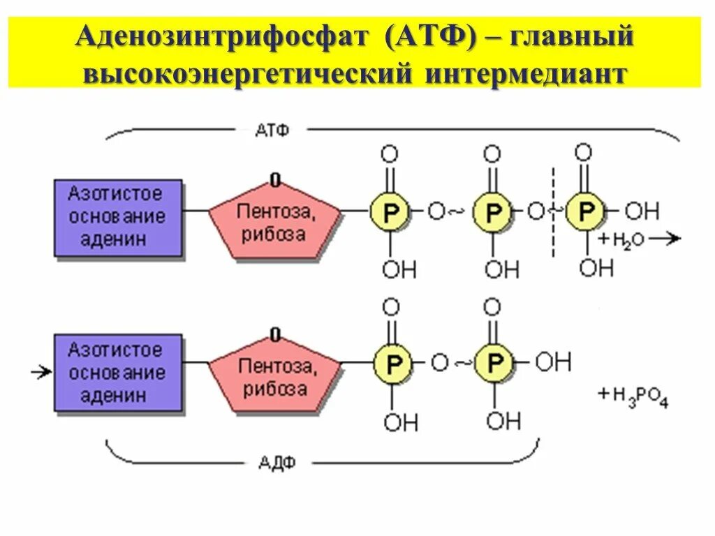 Схема строения АТФ И превращения ее в АДФ. Химическая структура АТФ. Строение АТФ И АДФ. Строение молекулы АТФ. Синтезируется цепь содержащая рибозу