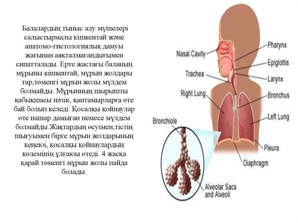 Тыныс алу жүйесінің. Тыныс алу жолдары презентация. Тыныс алу мүшелері презентация. Тыныс алу процесі презентация. Niysi.