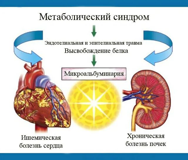 Микроальбумин в моче повышен причины. Норма микроальбуминурии. Микроальбумин мочи. Микроальбумин в моче что это такое. Микроальбумин при сахарном диабете.