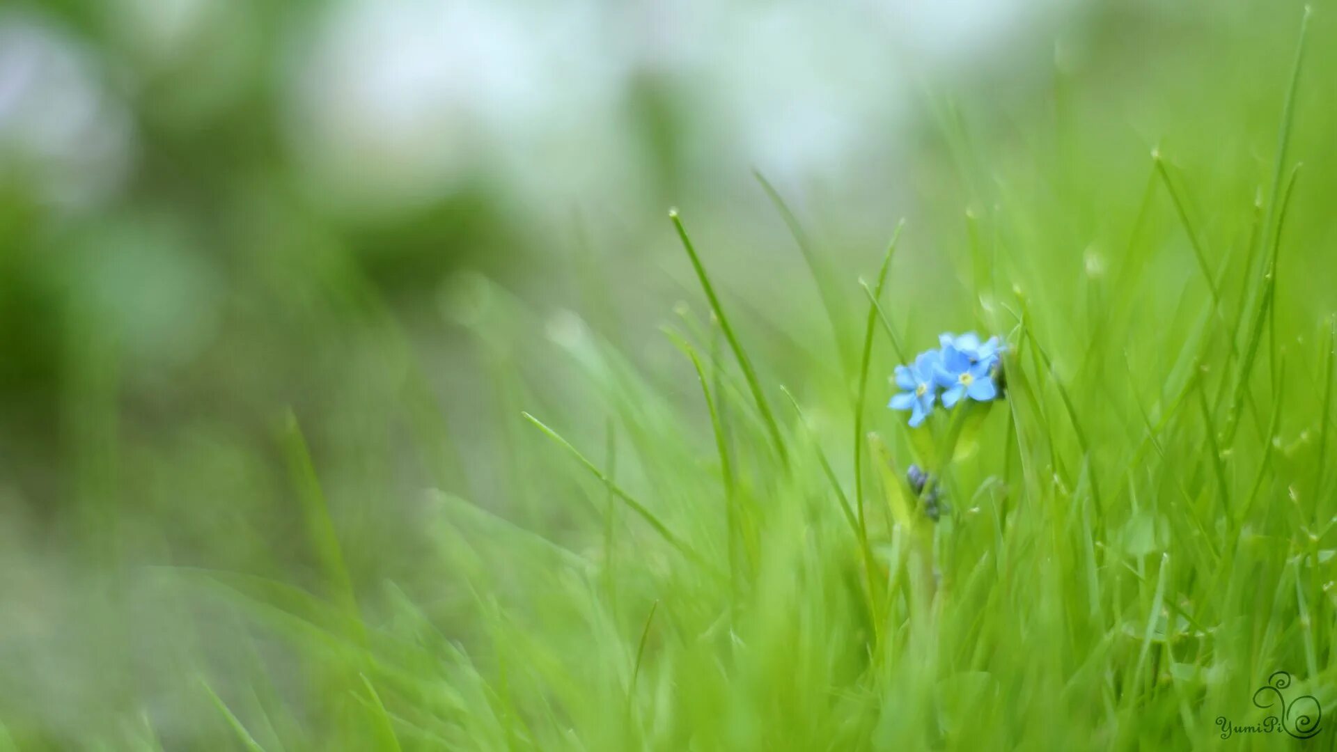 Зеленая трава. Трава Макросъемка. Поляна незабудок. Голубые цветы в траве. Травка с цветочками