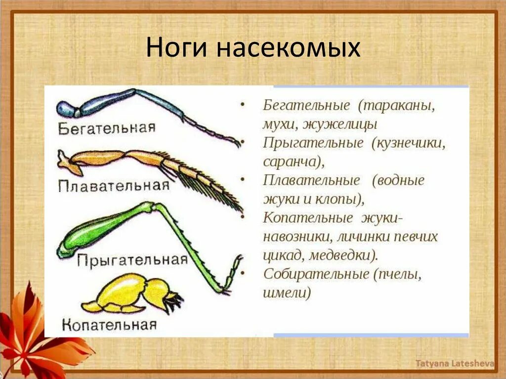 Насекомые сходства и различия. Конечности насекомых. Типы конечностей насекомых. Бегательные конечности насекомых. Копательная конечность насекомого.