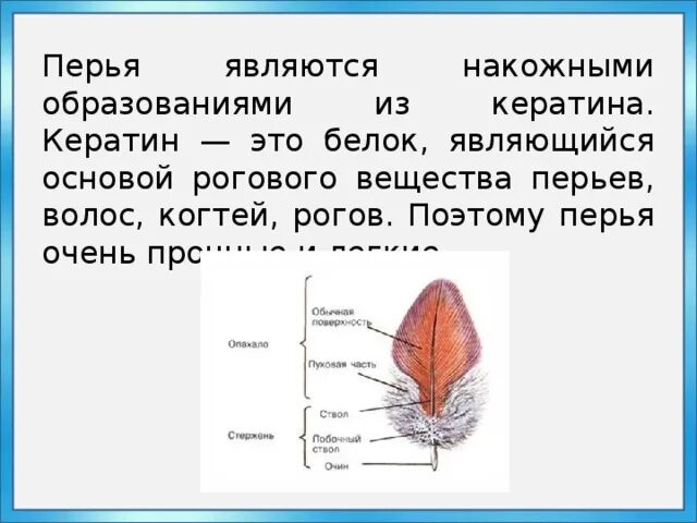 Зачем птицам перья. Перья птиц из кератина. Перья птиц в волосах. Роговое вещество у птиц.