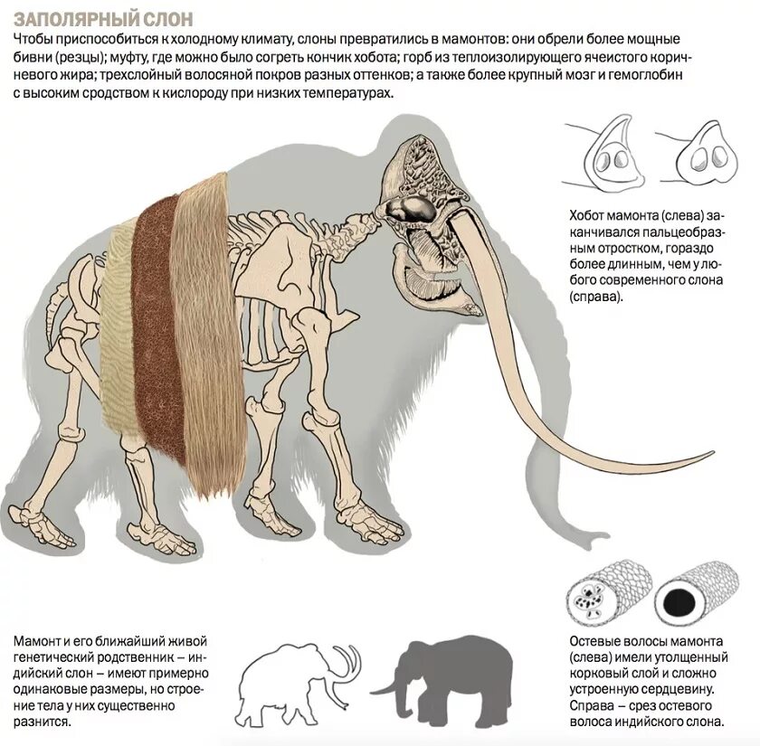 Где жили мамонты. Шерстистый мамонт рост. Строение хобота мамонта. Шерстистый мамонт и человек и слон. Размеры мамонта и слона.
