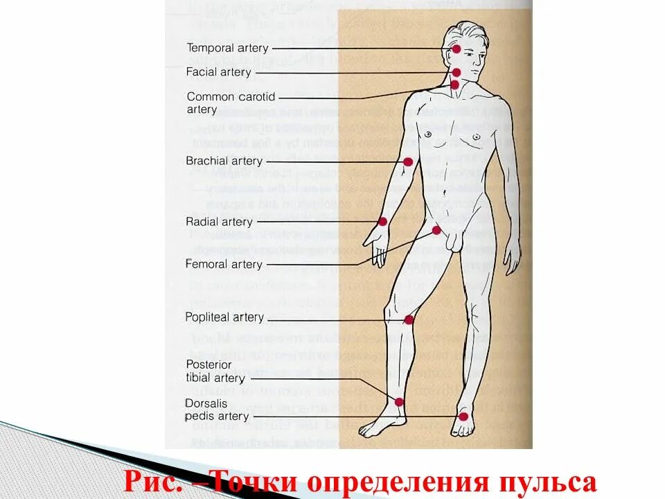 Почему нету точка. Места измерения пульса у человека. Точки определения пульса. Точки пульса у человека. Точки определения пульса на теле человека.