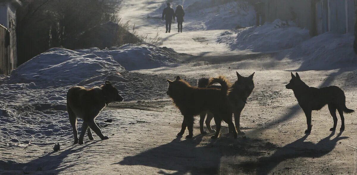 Стая собак девочка. Стая собак девочка. В оренбурге стая бездомных собак напала на ребенка. Стая собак девочка. Бродячие собаки растерзали девочку в коркино.