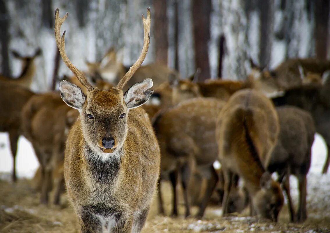 оленья ферма гринфилд парк. оленья ферма гринфилд парк. оленья ферма лудорвай. оленеферма гринфилд парк. оленья ферма нижний тагил.