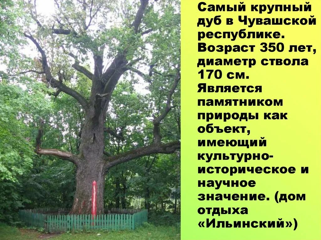 Почему дуб является памятником живой природы. Марий Чодра дуб Пугачева. Чувашский дуб. Самый древний дуб Чувашии. Дуб памятник природы в Чувашии.