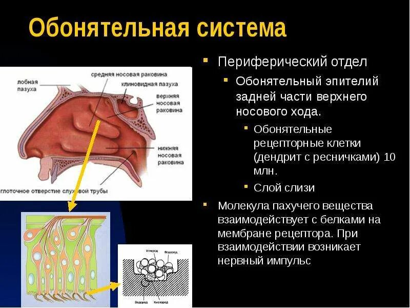 Звено обонятельного анализатора. Обонятельная сенсорная система строение и функции. Строение вкусовой и обонятельной сенсорной системы. Обонятельная сенсорная система, ее отделы.. Проводниковый отдел обонятельной сенсорной системы.