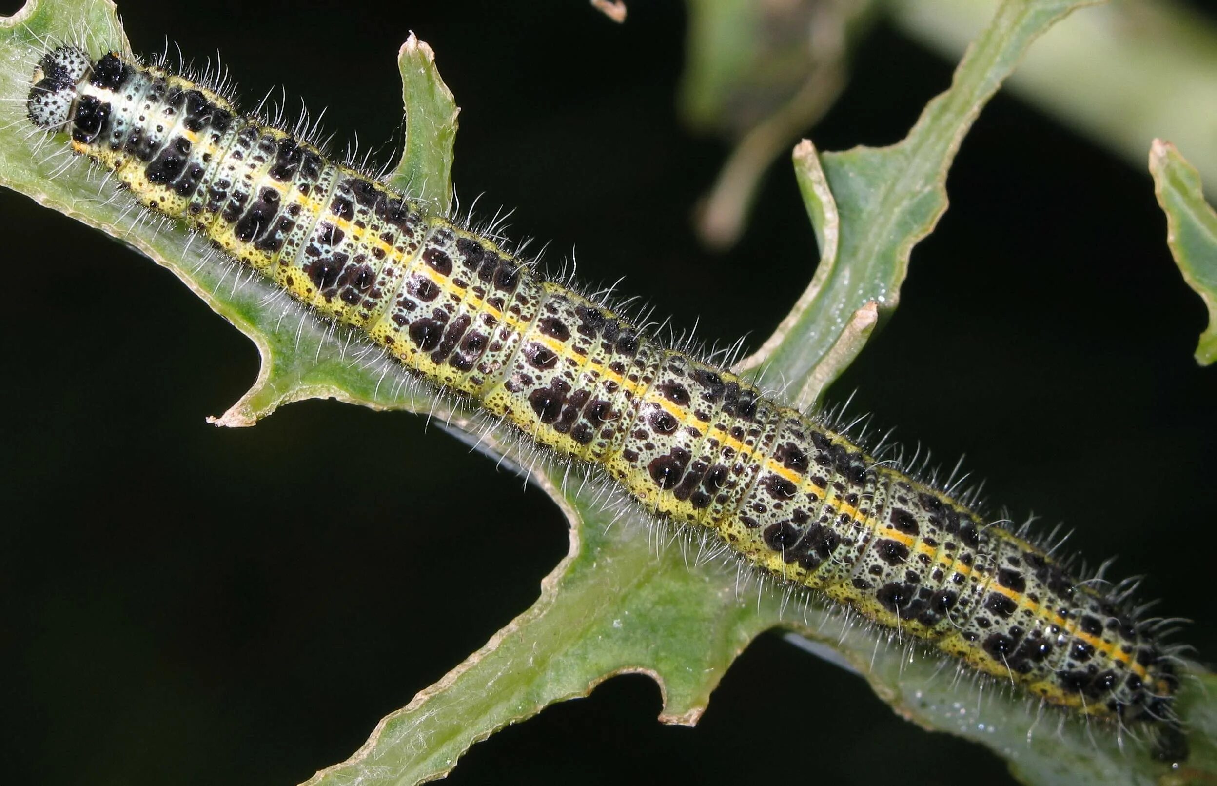 Гусеницы бабочки белянки. Pieris brassicae гусеница. Гусеница капустной белянки. Гусеница капустницы белянки. Гусеница бабочки капустницы.