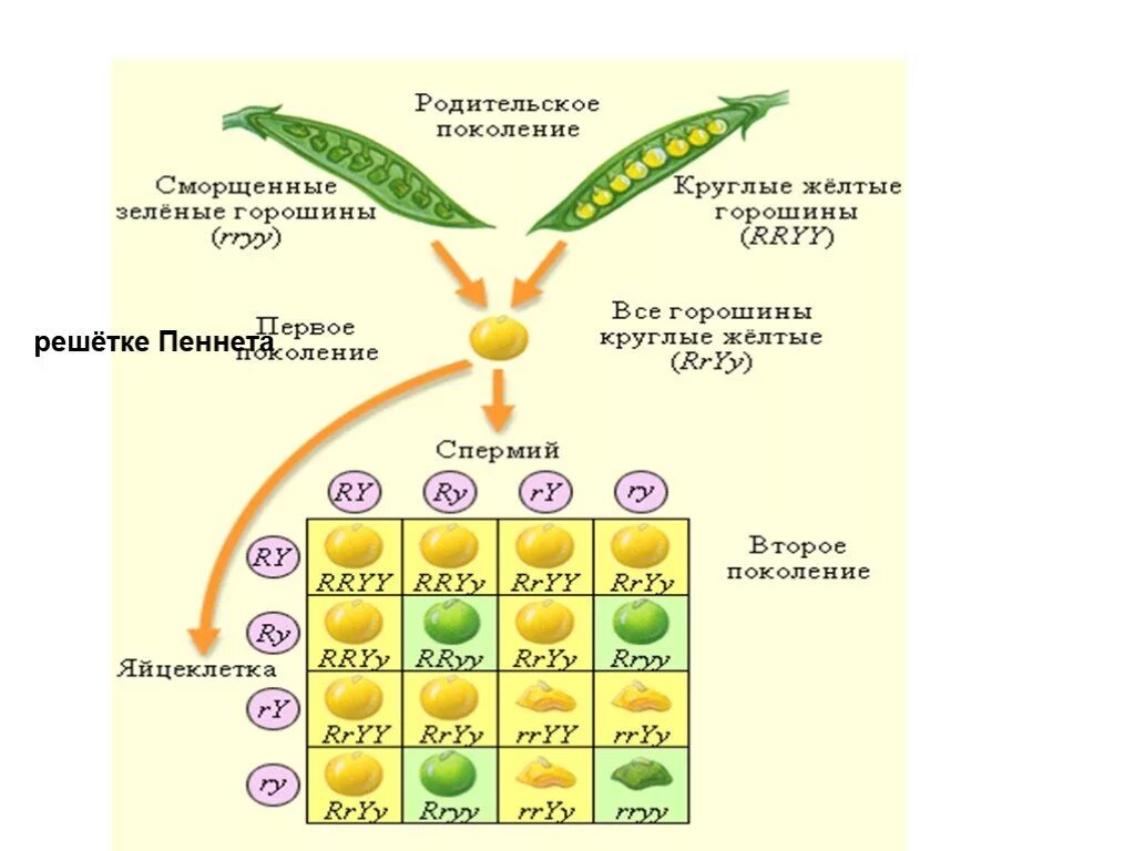 Наследственность горох. Решетка Пеннета 3 закон Менделя. Решетка Пеннета полигибридное скрещивание. Горох Мендель генетика. Независимое наследование решетка Пеннета.