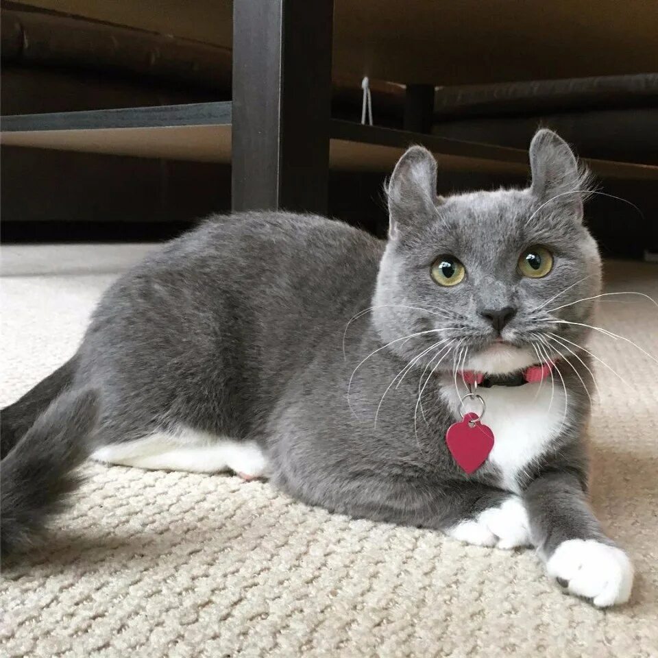 Кот с изогнутыми ушами. Манчкин и американский керл. Манчкин кинкалоу кошка. Карликовый кинкалоу. Порода кинкалоу.