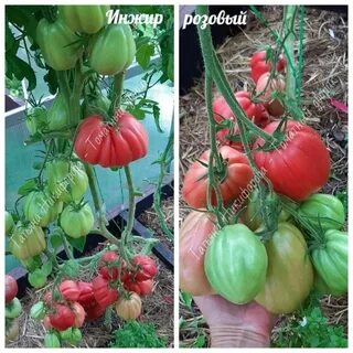 Инжир розовый томат отзывы