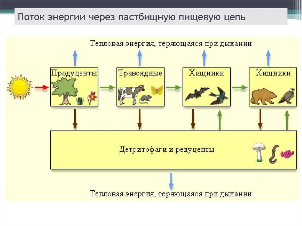 Круговорот веществ продуценты- консументы- редуценты 5 класс. Одна цепь питания продуценты консументы редуценты рисунок. Пищевая цепочка продуценты консументы редуценты. Одна цепь питания продуценты консументы редуценты. Роль продуцентов в природном сообществе