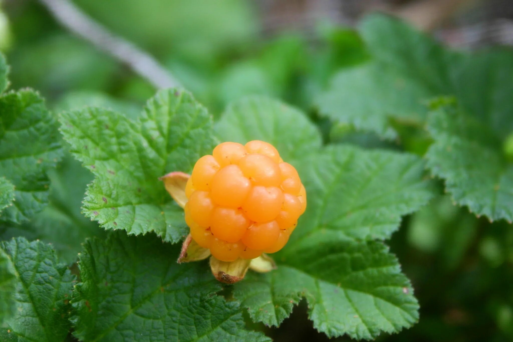 Cloudberry. Морошка ягода. Морошка ягода куст. Морошка желтая. Морошка Дикая.