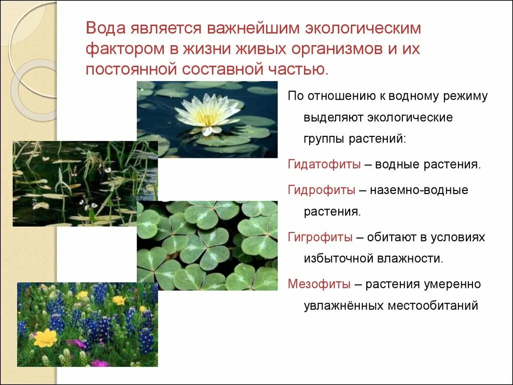 Группа растений которых является. Ксерофиты и гидрофиты. Гидрофиты гигрофиты мезофиты. Гидатофиты и ксерофиты. Гидрофиты и Гидатофиты.
