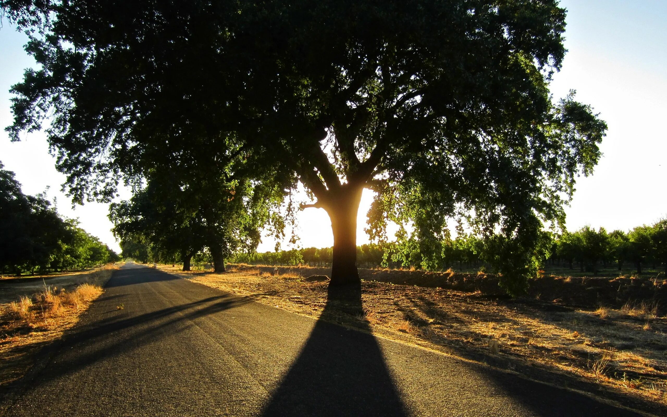 Дерево. Летняя дорога. Дорога с деревьями. Дорога солнце дерево.