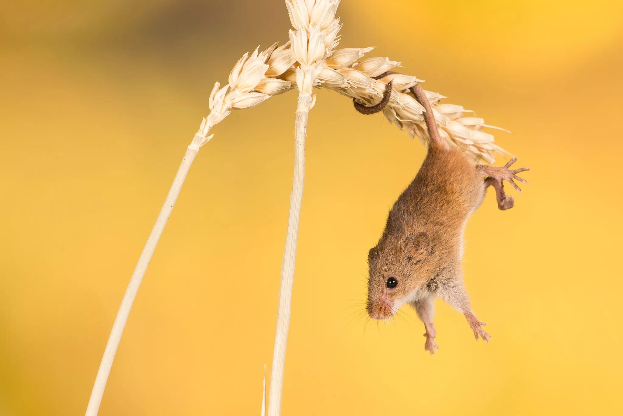 Полевая мышь убегает. Мышь Малютка. Мышь-Малютка – Micromys minutus. Полевая мышь Малютка. Астраханский заповедник мыши малютки.