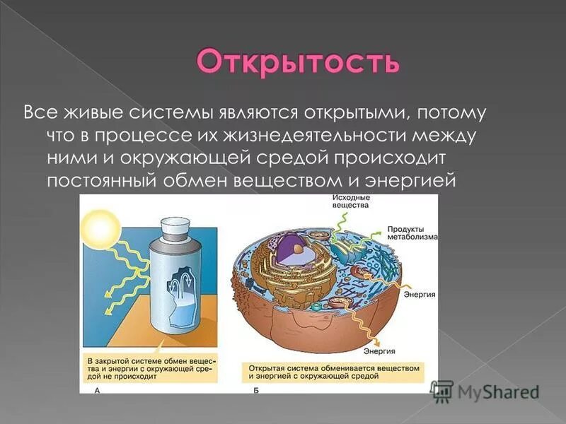 Объект изучения биологии 3