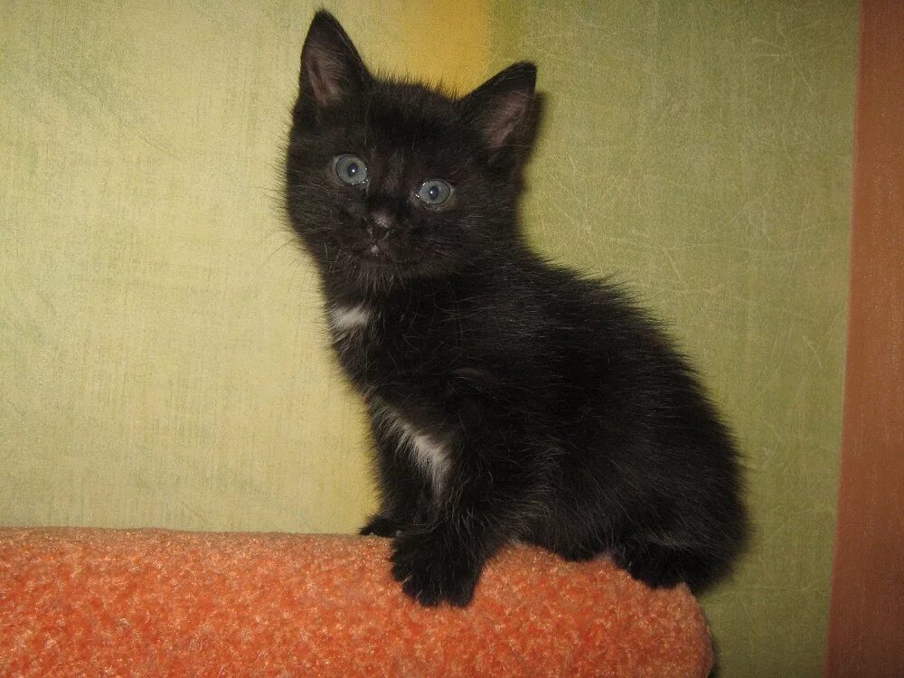 Черный котенок с белым галстуком. Кот пушистый чёрный. Маленькие чёрные пушистые котята. Чёрный кот с белой грудкой. Черные котята в добрые
