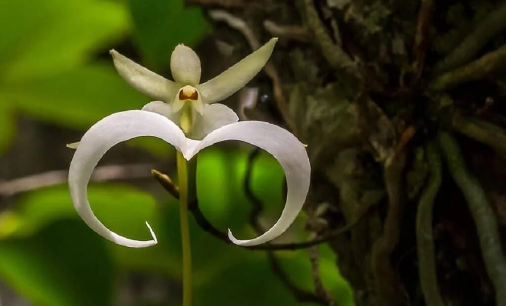 Орхидея-призрак (Dendrophylax lindenii). Орхидея-призрак (Ghost Orchid). Орхидея призрак Полириза. Орхидея призрак в Южной Америке. Загадочные растения