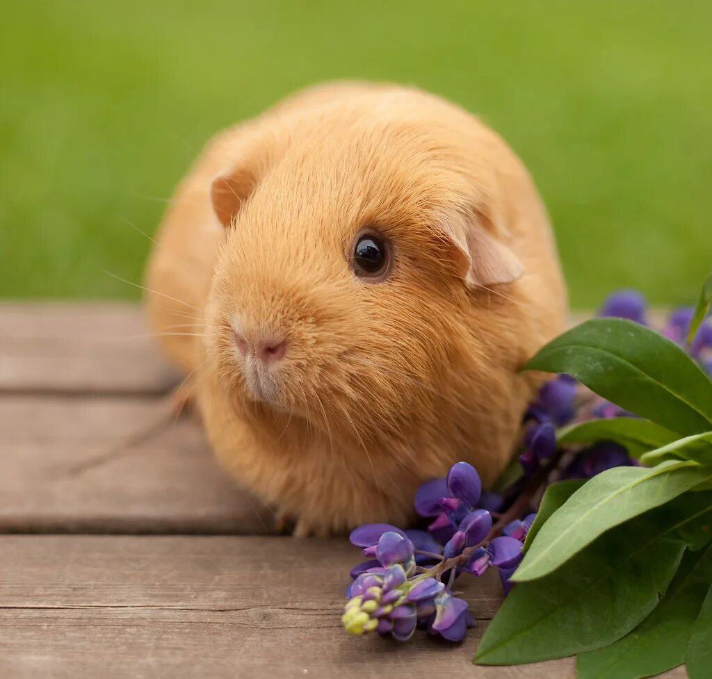 Ron Guinea pigs, Cute guinea pigs, Pet guinea pigs