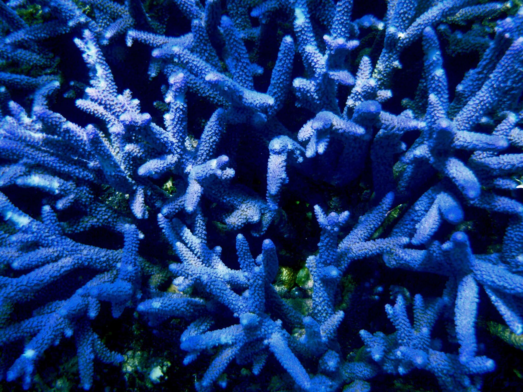 Coral blue. Голубой коралл Акори. Коралловые полипы альционарии. Водоросли и кораллы. Циклозерис коралл синий.