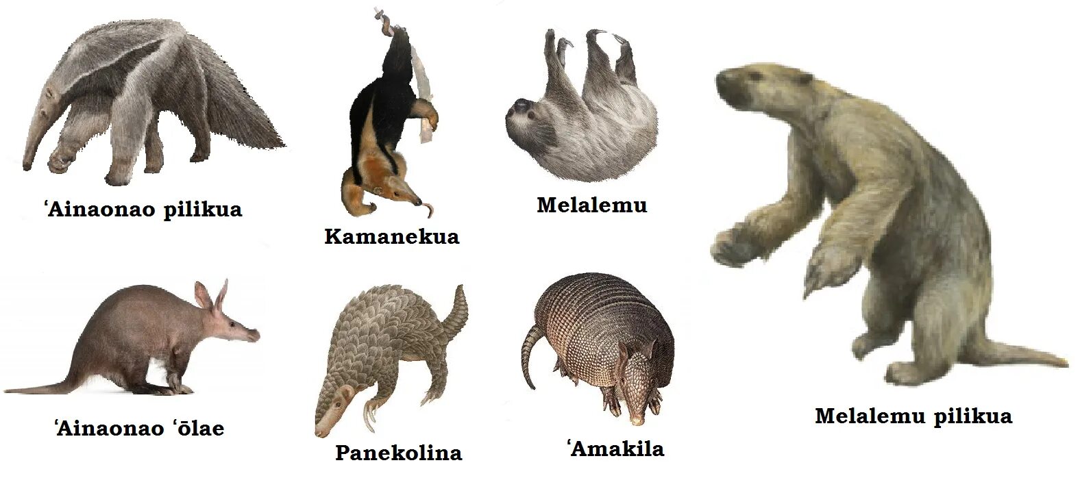 Броненосец плацентарное млекопитающее порядка xenarthra