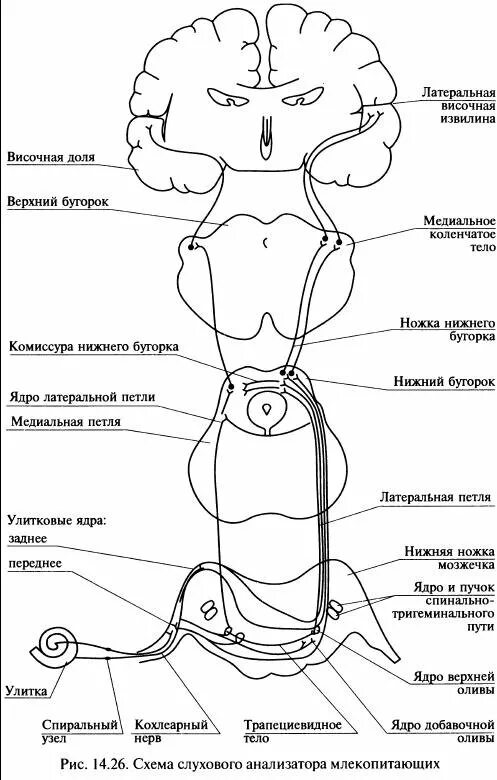 схема проводящих путей слухового аппарата. проводящий путь слухового анализатора схема. схема проводящего пути слухового анализатора. схема проводящих путей слухового анализатора. проводящие пути слухового анализатора кратко.