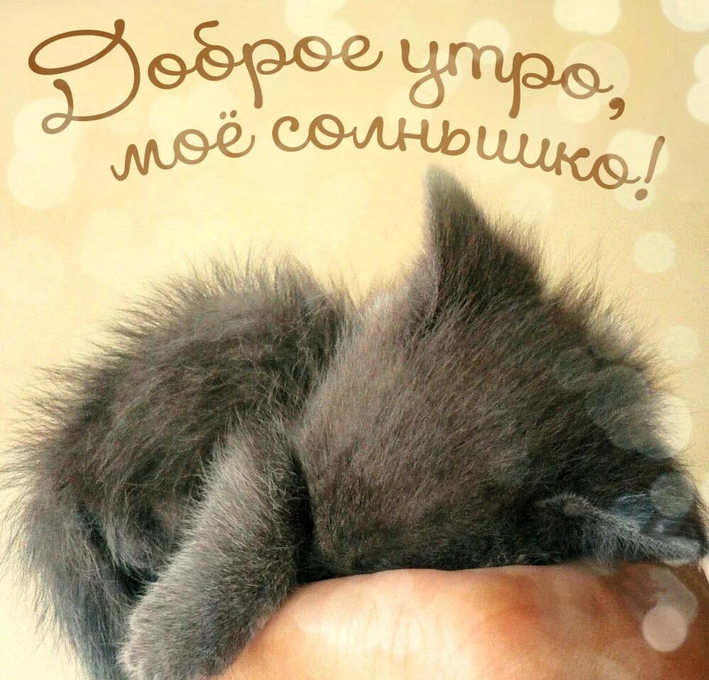 Доброе утро девушке позитивное прикольное. Доброе утро солнышко. сдобрым утромсолнышка. доброе утро солнышко моё. доброе утро любимая.