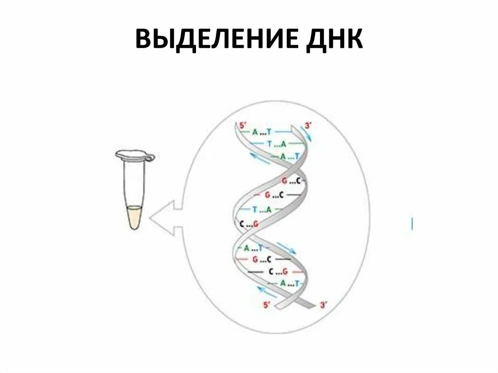 Этапы выделения ДНК из клетки. Методы выделения геномной ДНК. Методы выделения ДНК И РНК. Выделение геномной ДНК из бактерий. Процесс выделения днк