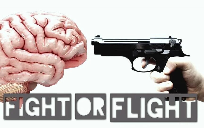 Flight response. Fight or flight response. fight or flight. &quot;fight or flight&quot; &amp;&amp; ( исполнитель  группа  музыка  music  band  artist ) &amp;&amp; (фото  photo). fight or flight band.