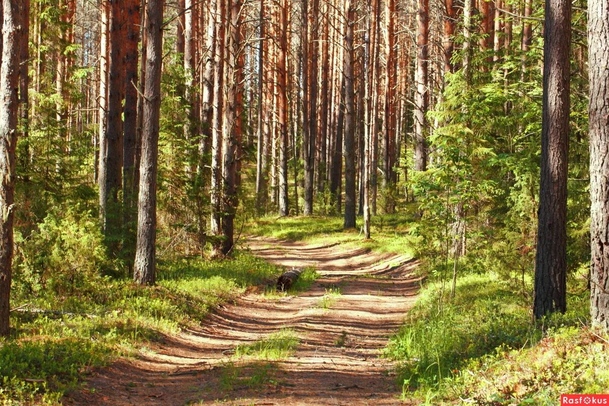 шишкин лес бузулукский бор. елово сосновый лес. лесная дорога. еловый бор подлесок. сосновый бор белоруссия дорога.