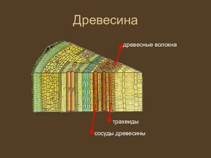Дерево какие ткани
