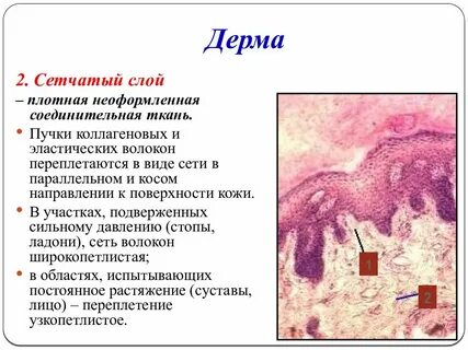 Соединительная ткань дермы