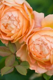 Rose bare