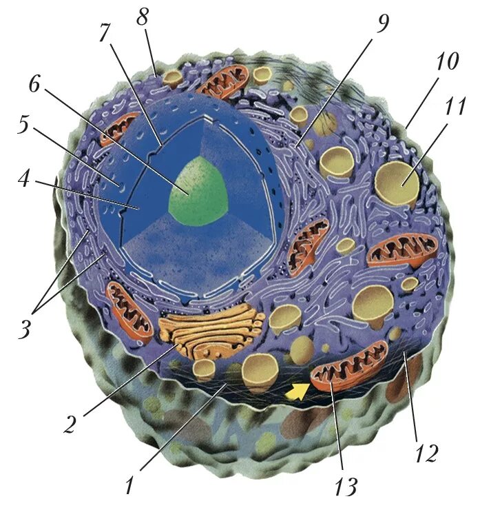 Клетка живого схема. Строение ядра животной клетки. Строение ядра эукариотической клетки. Схема ядра эукариотической клетки. Строение ядрышка клетки животного.