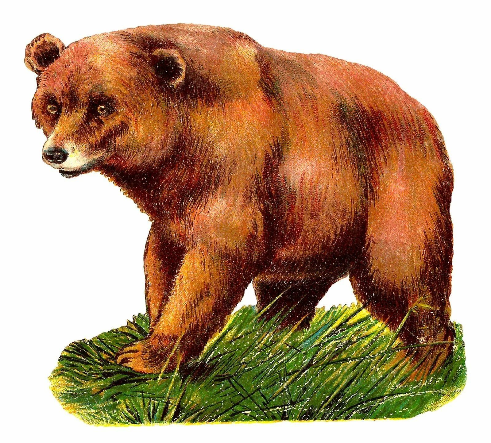 Медведь для детей. Изображение медведя для детей. Медведь рисунок для детей. Медведь на белом фоне.