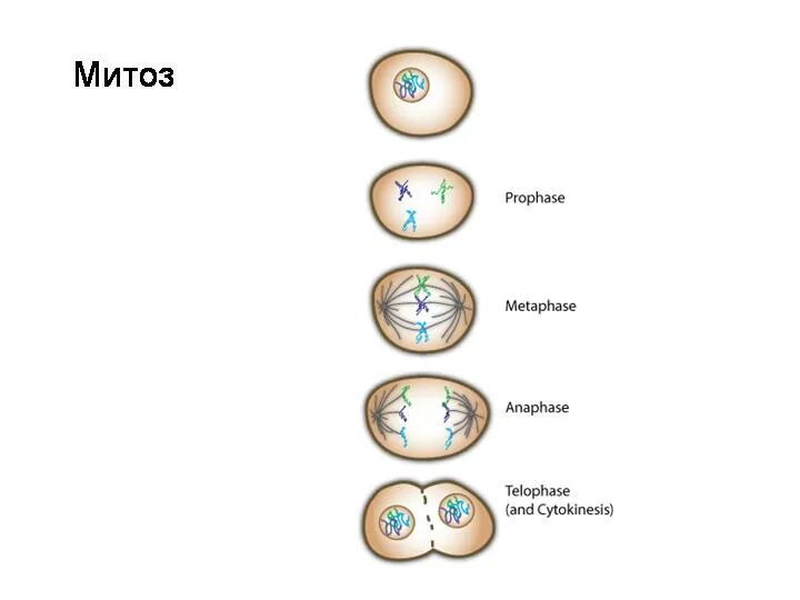 Фазы митоза схема. Деление клетки митоз схема. Схема стадий митоза. Этапы деления клетки митоз. Завершается деление клетки