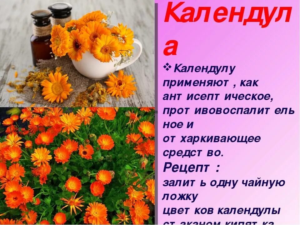 Цветки календулы для чего. Календула. Календула способ приготовления. Лечебные части календулы. Календула в народной медицине.