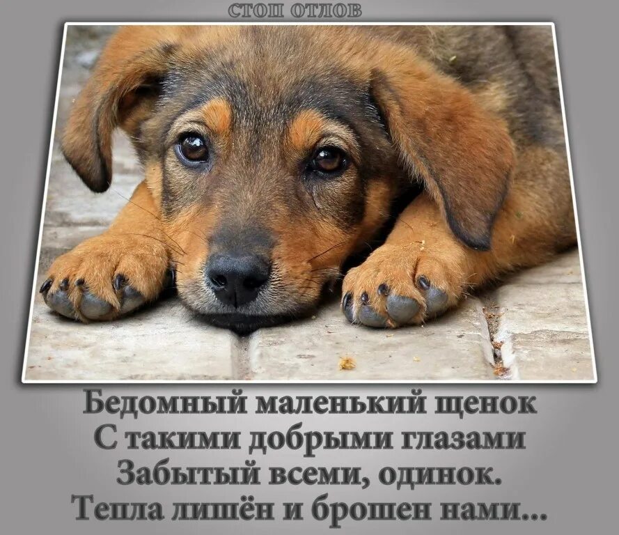 Я есть помощь животным