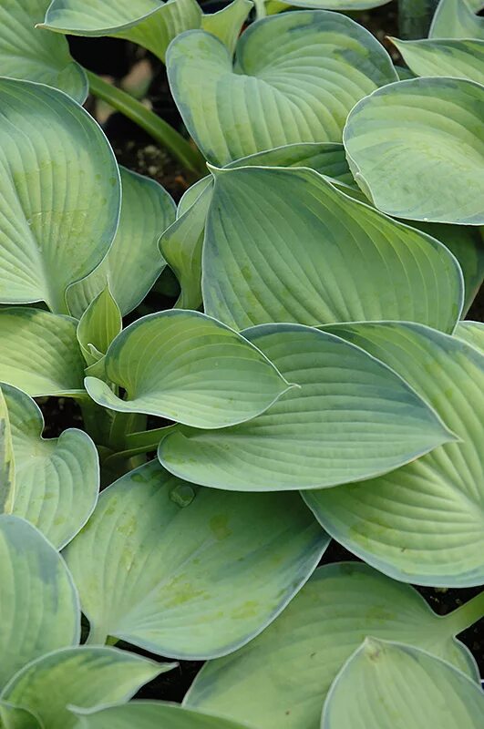 Afterlogic webmail lite v8. Afterlogic webmail lite v8. 6. Afterlogic шрифт. Afterlogic webmail lite.