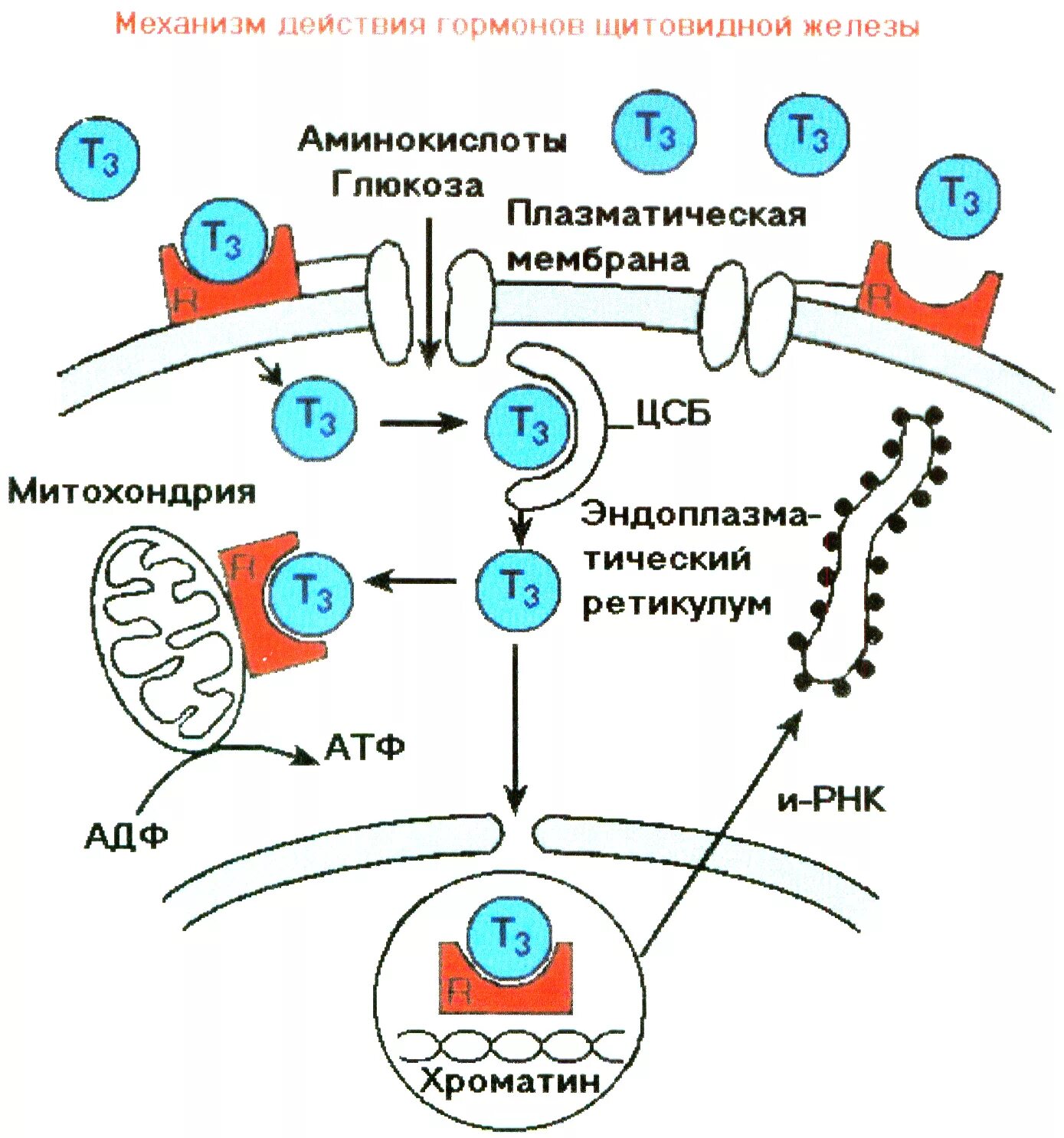 Схема механизма действия гормонов щитовидной железы. Механизм действия т3 и т4. Механизм действия тиреоидных гормонов. Схема тиреоидных гормонов.