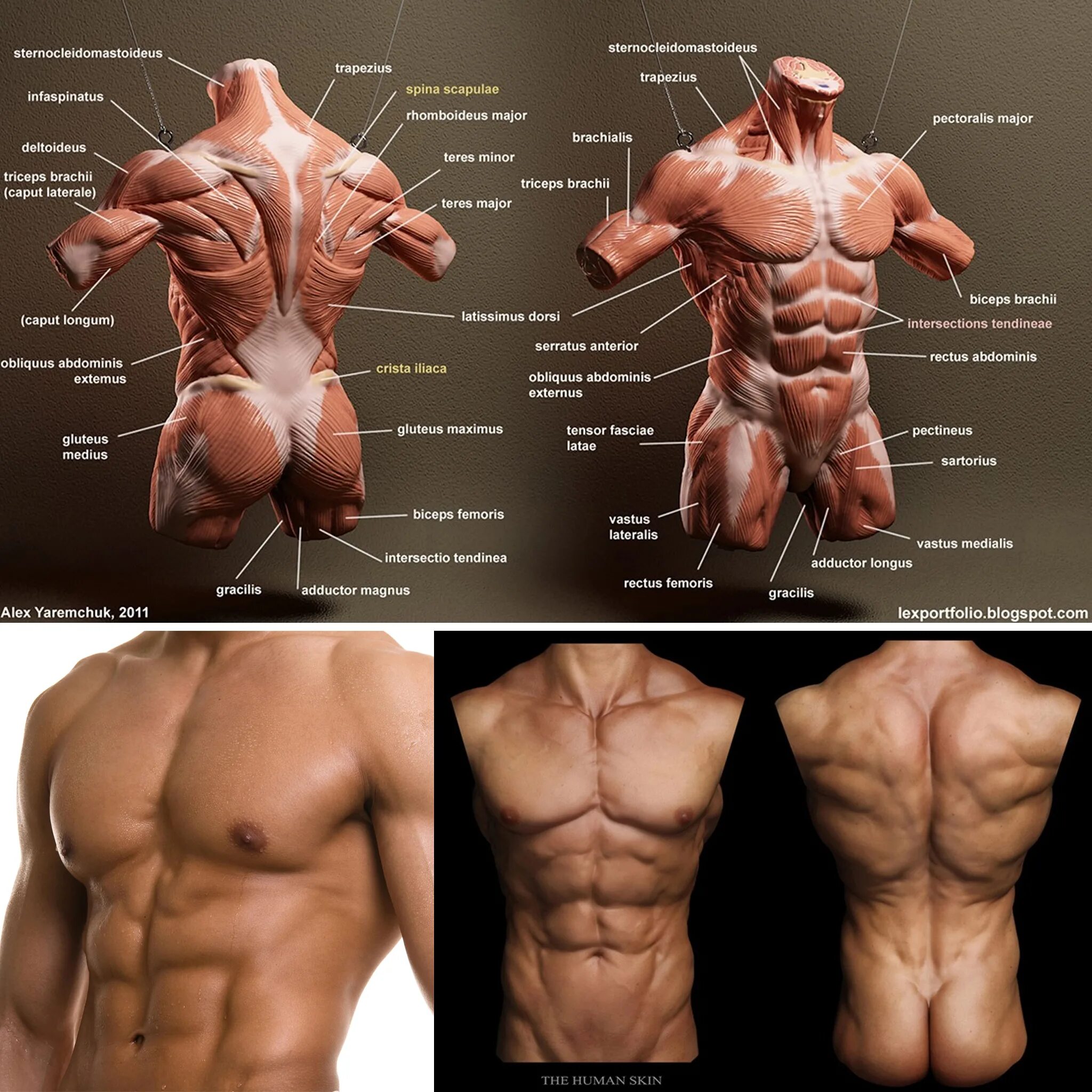 Анатомия референс мышцы. Мышцы торса человека анатомия. Мышцы торса референс. Строение мышц торса мужчины. Мужская часть мужчины