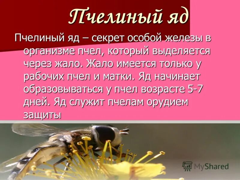 В каких случаях яд может быть лекарством. Чем полезен яд пчелы. Рассказ о пчелах. Яд пчелы доклад. Чем полезен пчелиный яд 2 класс.